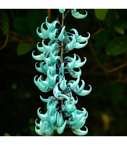 Amazon.com : Wisteria Seeds, Blue Moon Wisteria, Seeds, Blue